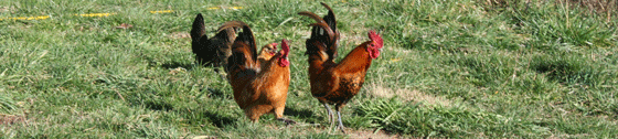 poultry