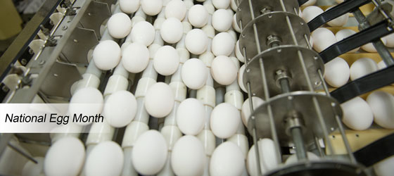 Machine Sorting Eggs