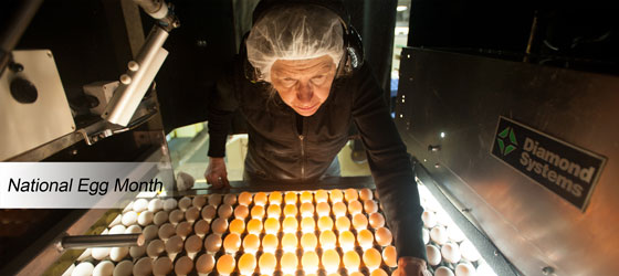 Employee Inspecting Eggs