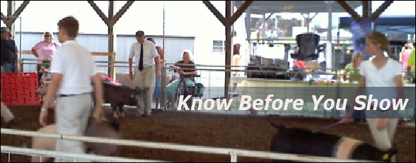 boy and girl showing pigs at a fair