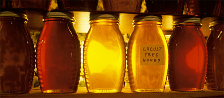locust tree honey