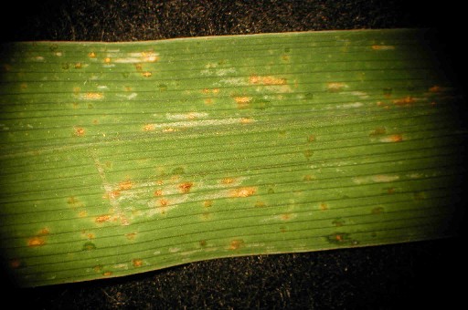 Infected Daylily Leaf