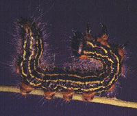 yellow-necked caterpillar