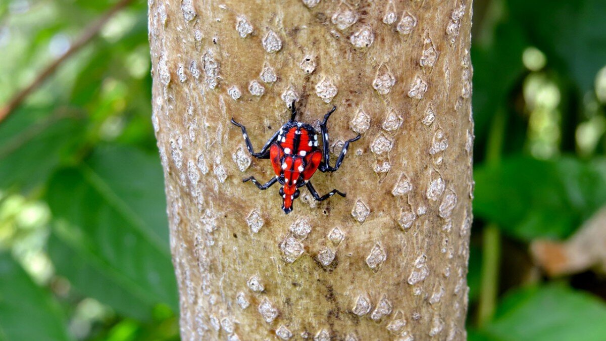 A 4th instar lanternfly. Photo taken by Alejandro Calixto.    Description automatically generated with low confidence