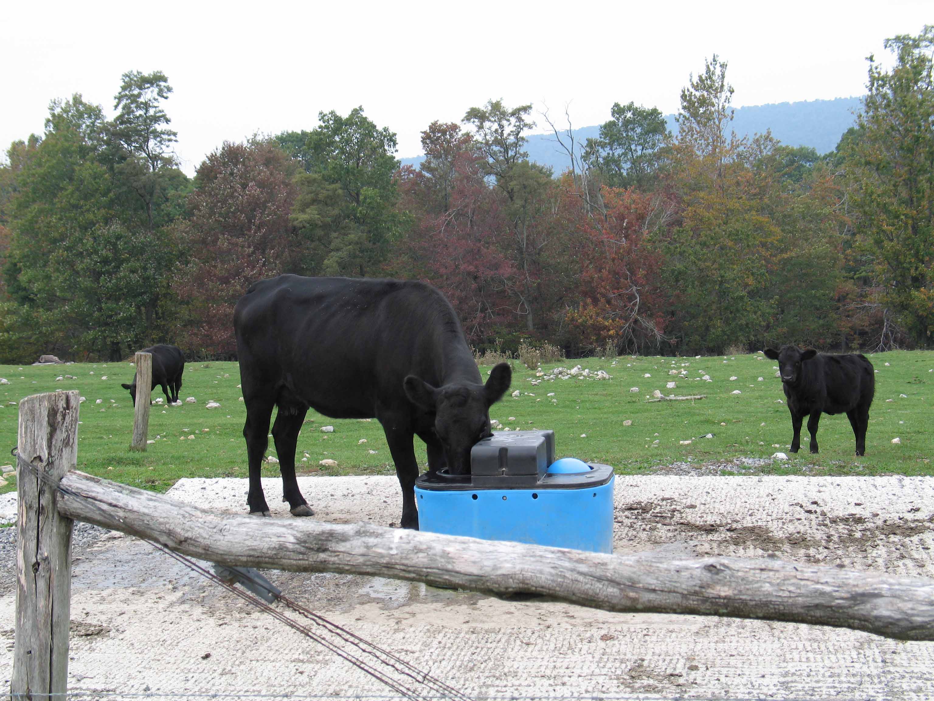 Cow Drinking