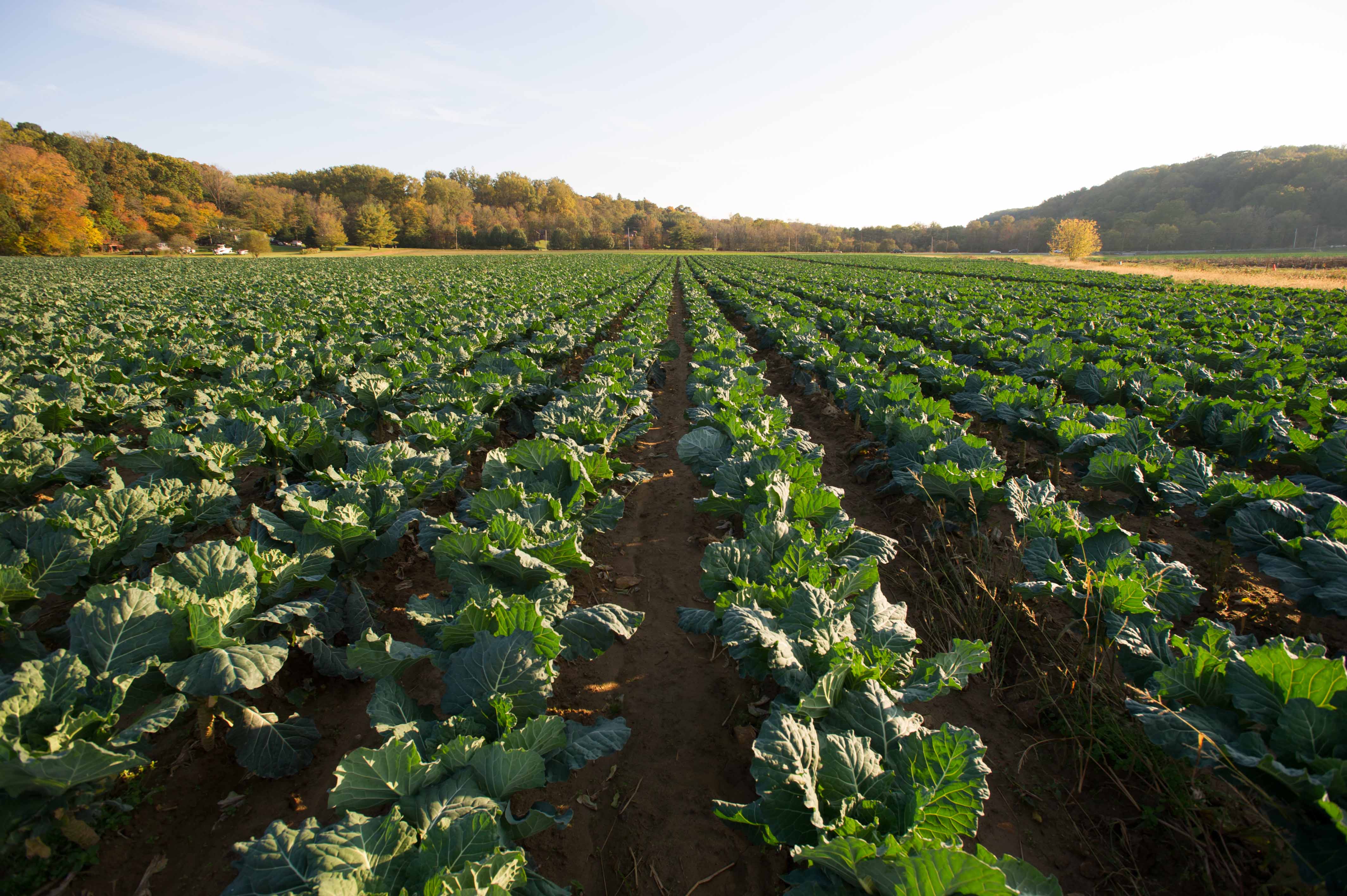 cabbage field in fall