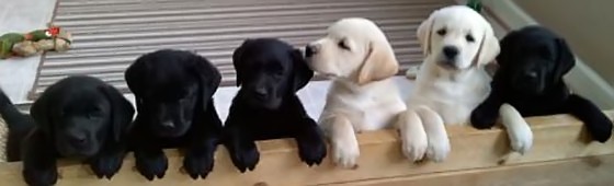 lab puppies