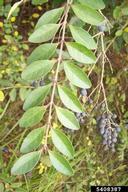 5408387-Chinese privet (Ligustrum sinense Lour.).jpg