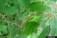 5458355-euonymus caterpillar (Yponomeuta cagnagellus).jpg
