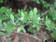 5542474-Japanese barberry (Berberis thunbergii).jpg