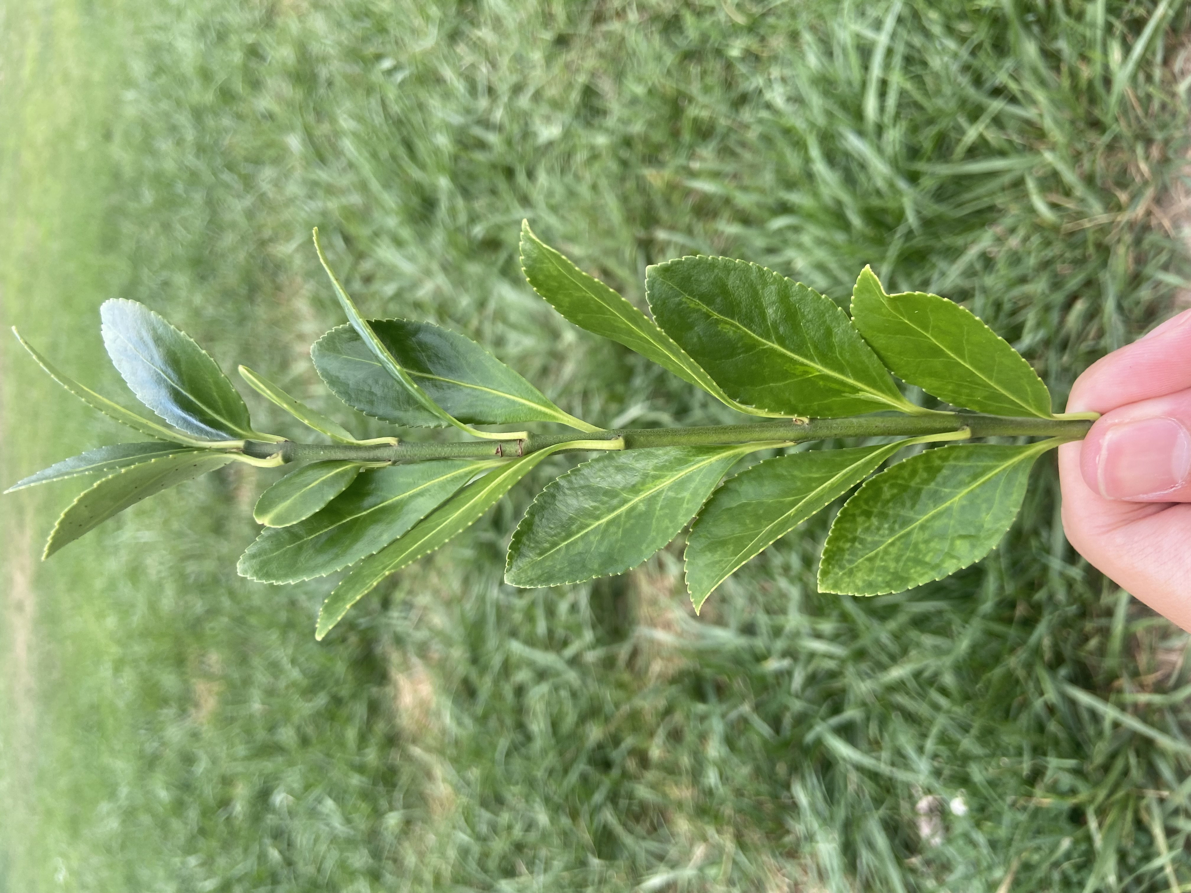 IMG_8002 Figure 12 Euonymus spp.jpeg