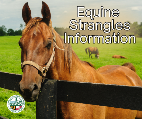 Equine Strangles Information