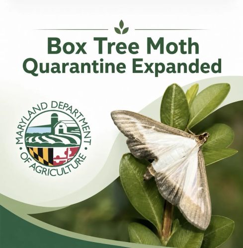 Box Tree Moth Quarantine Expanded to Four Additional Maryland Counties