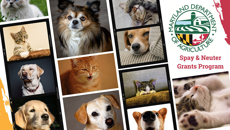 Department’s Spay and Neuter Grants Program FY27 Grant Application Window Opens January 16 and Closes April 17