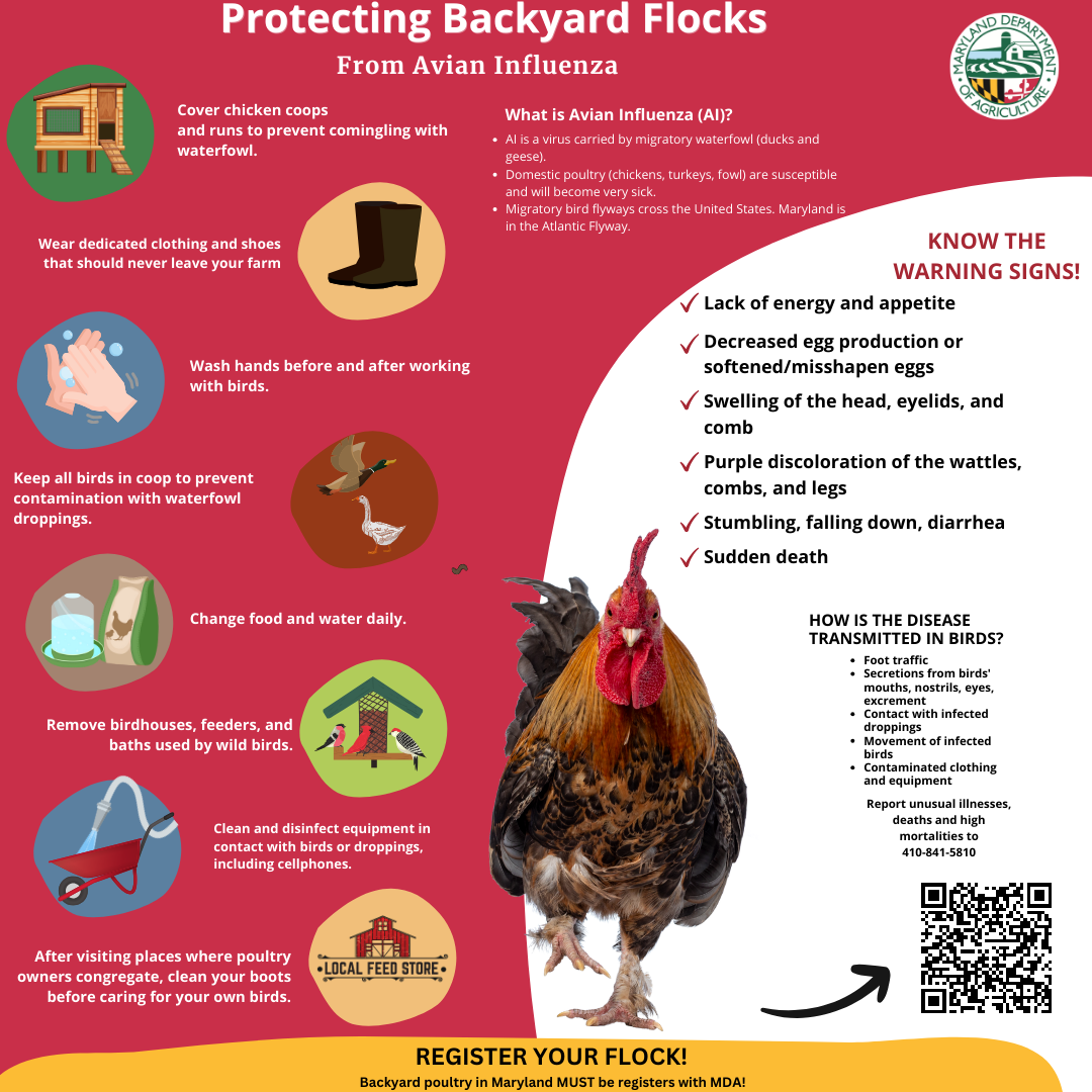 Copy of MDA BYF Avian Influenza (11 × 17 in) (Instagram Post).png