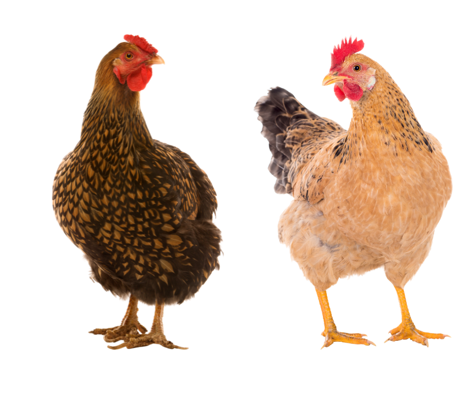 Suspect HPAI in your flock (5).png