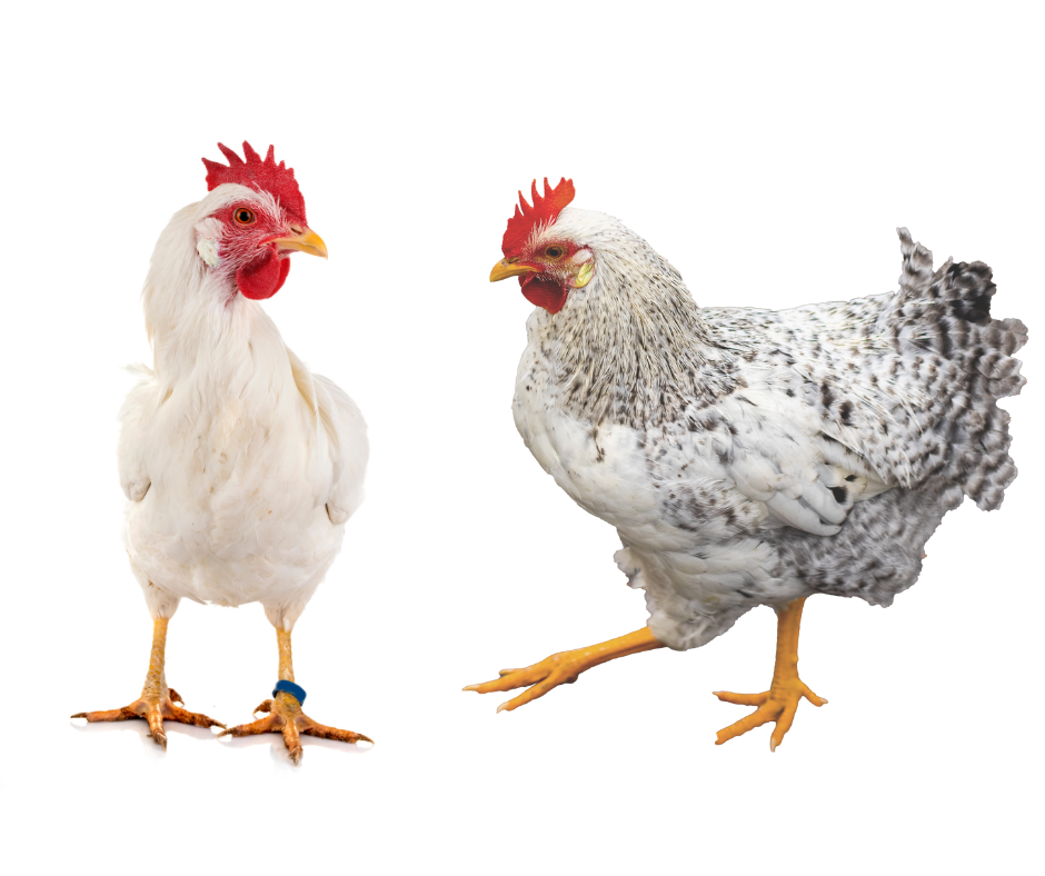 Suspect HPAI in your flock (8).png