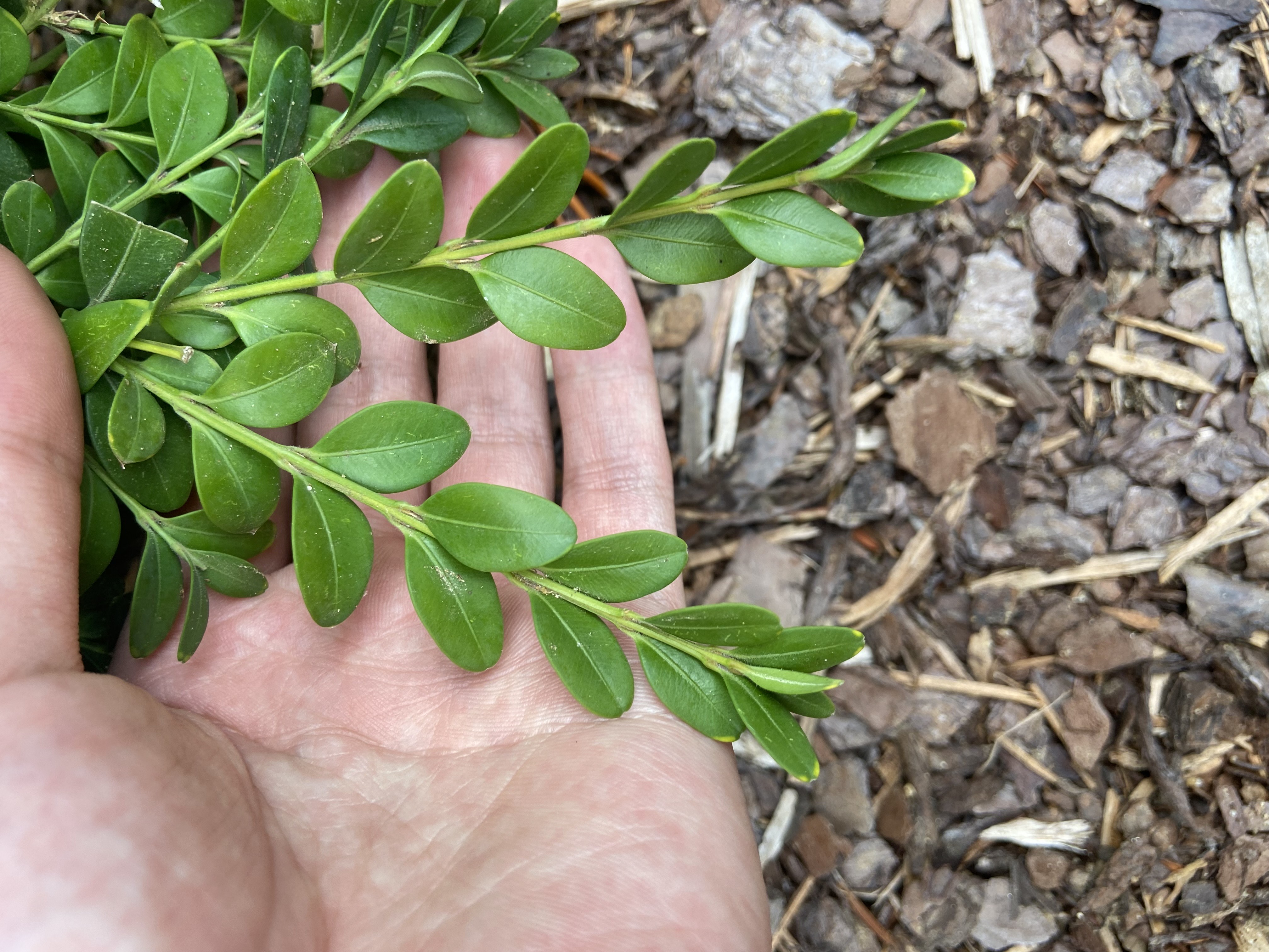 Figure 10 Opposite leaf arrangement (Clark Bacwaden, MDA).jpeg