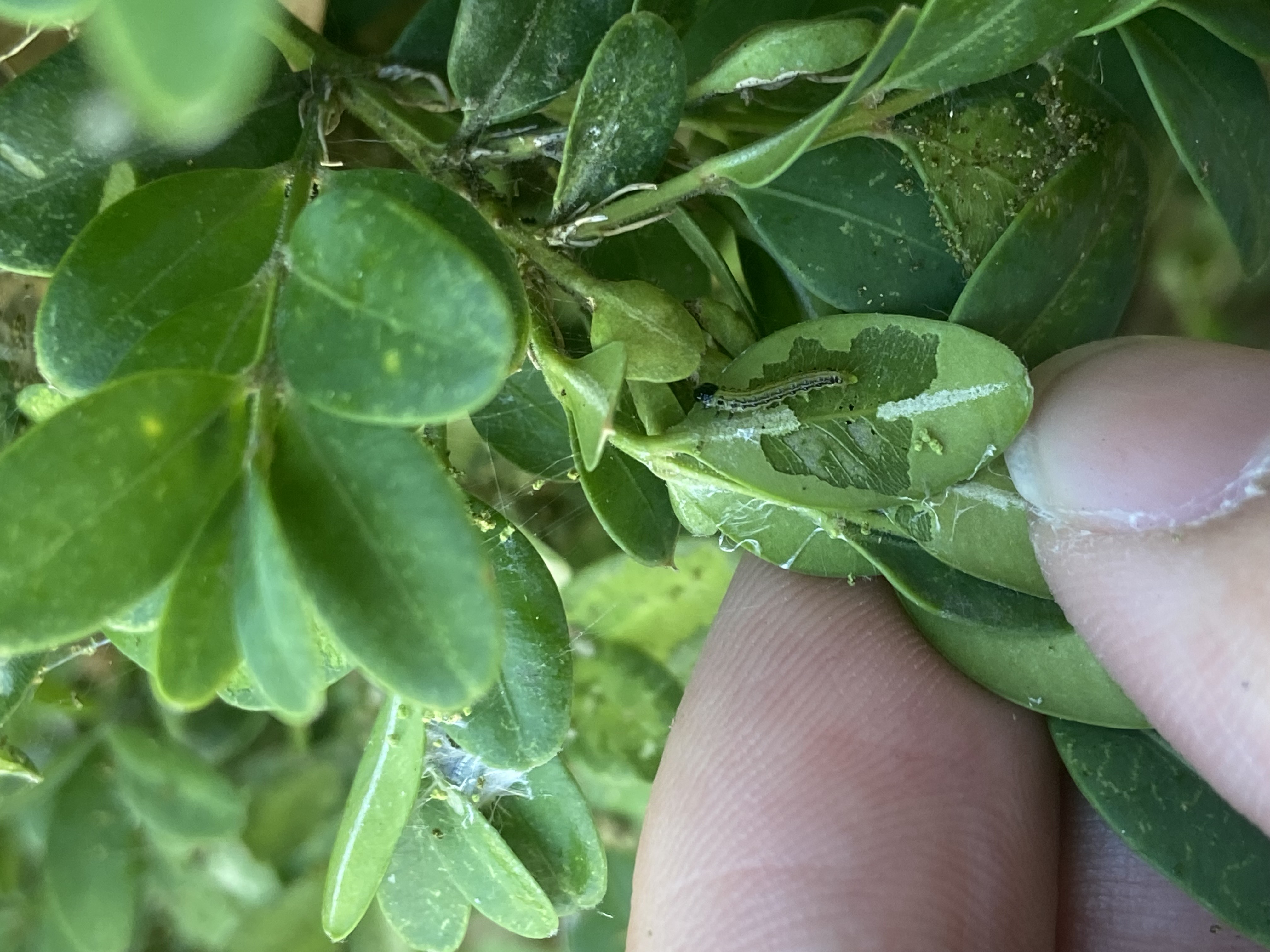 Figure 11 Early instar feeding (Clark Bacwaden, MDA).jpeg