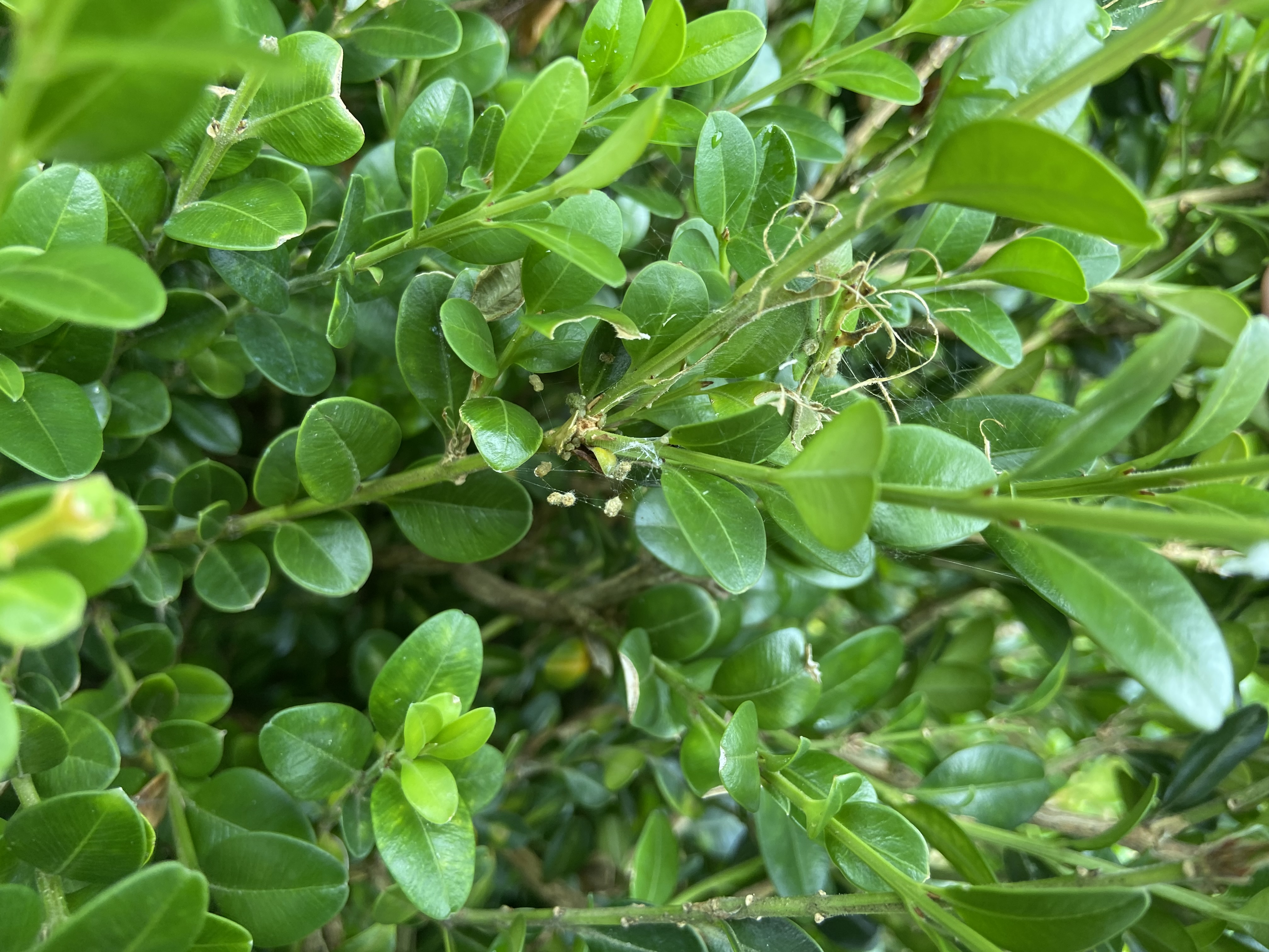 Figure 12 Late instar feeding (Clark Bacwaden, MDA).jpg