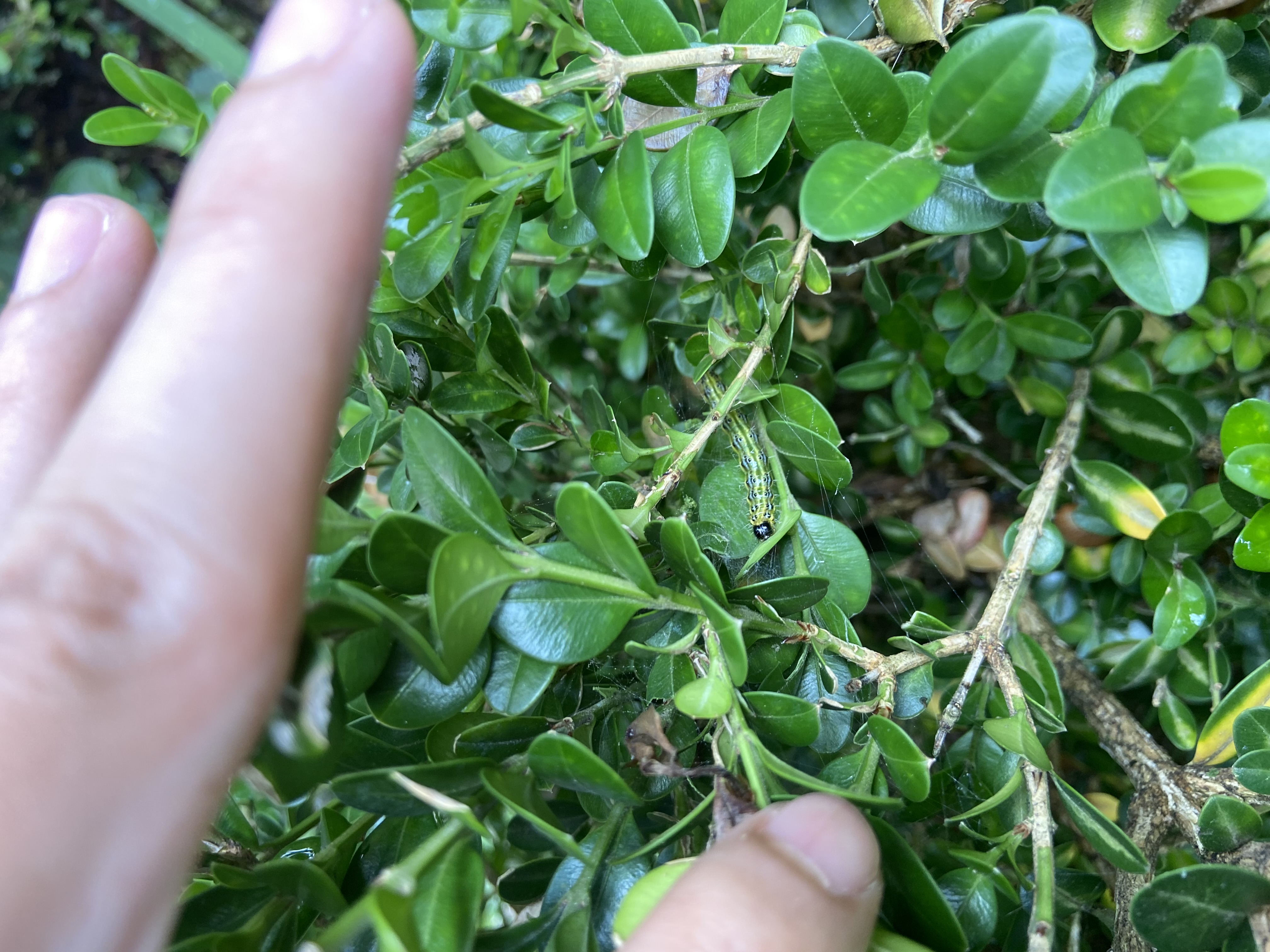 Figure 14 Larvae hidden... (Clark Bacwaden, MDA).jpg