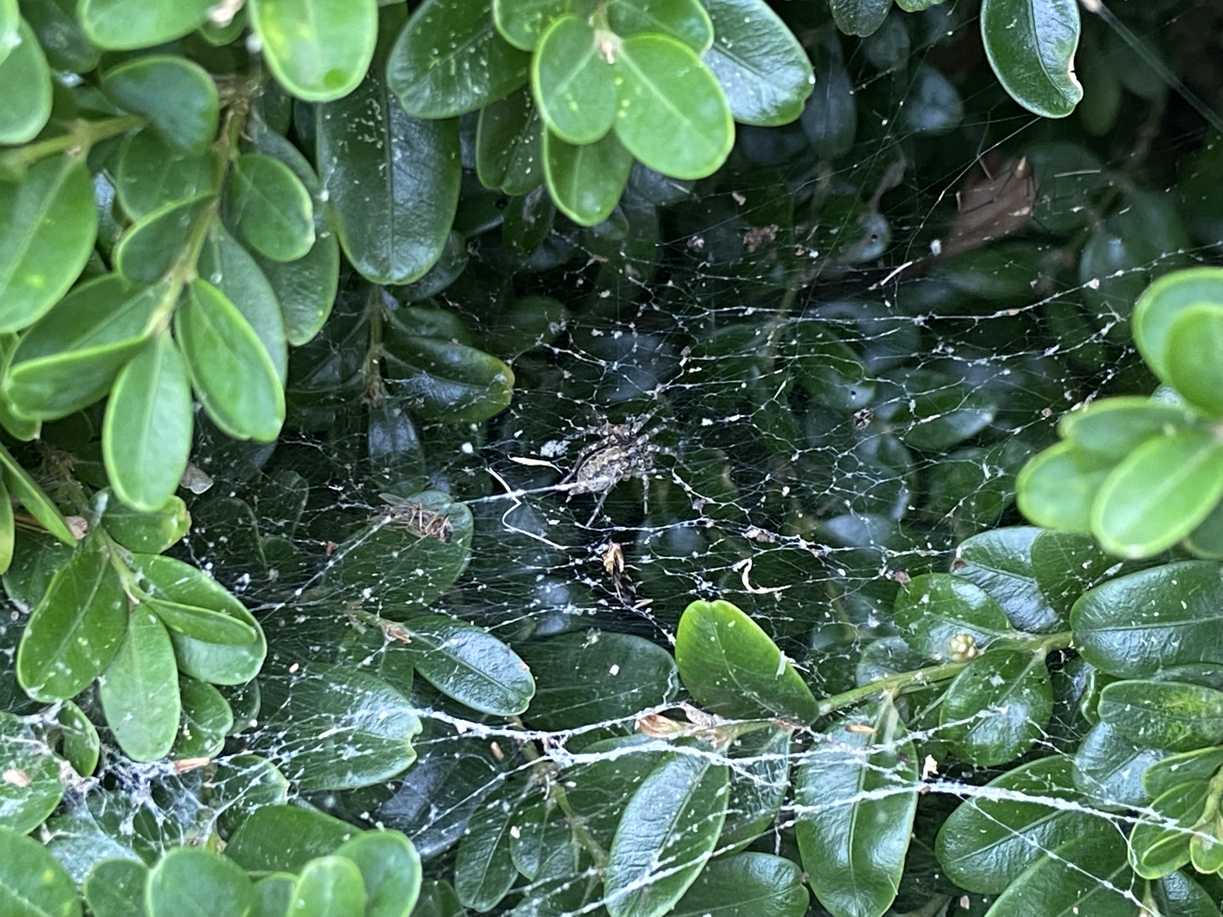 Figure 15 Spider web (Clark Bacwaden, MDA).jpeg