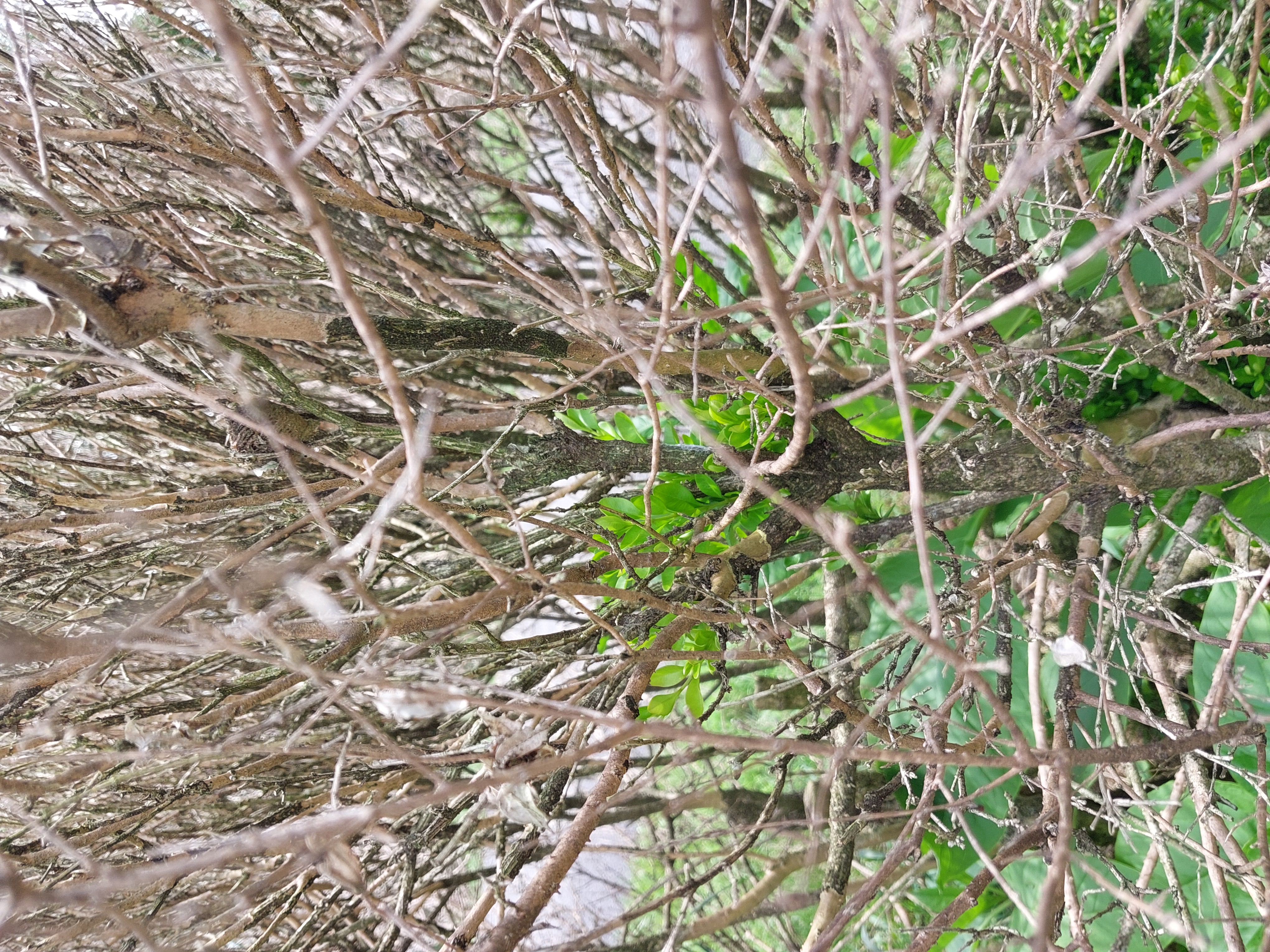 Figure 16 Stripped bark (Aaron Shurtleff, MDA).jpg
