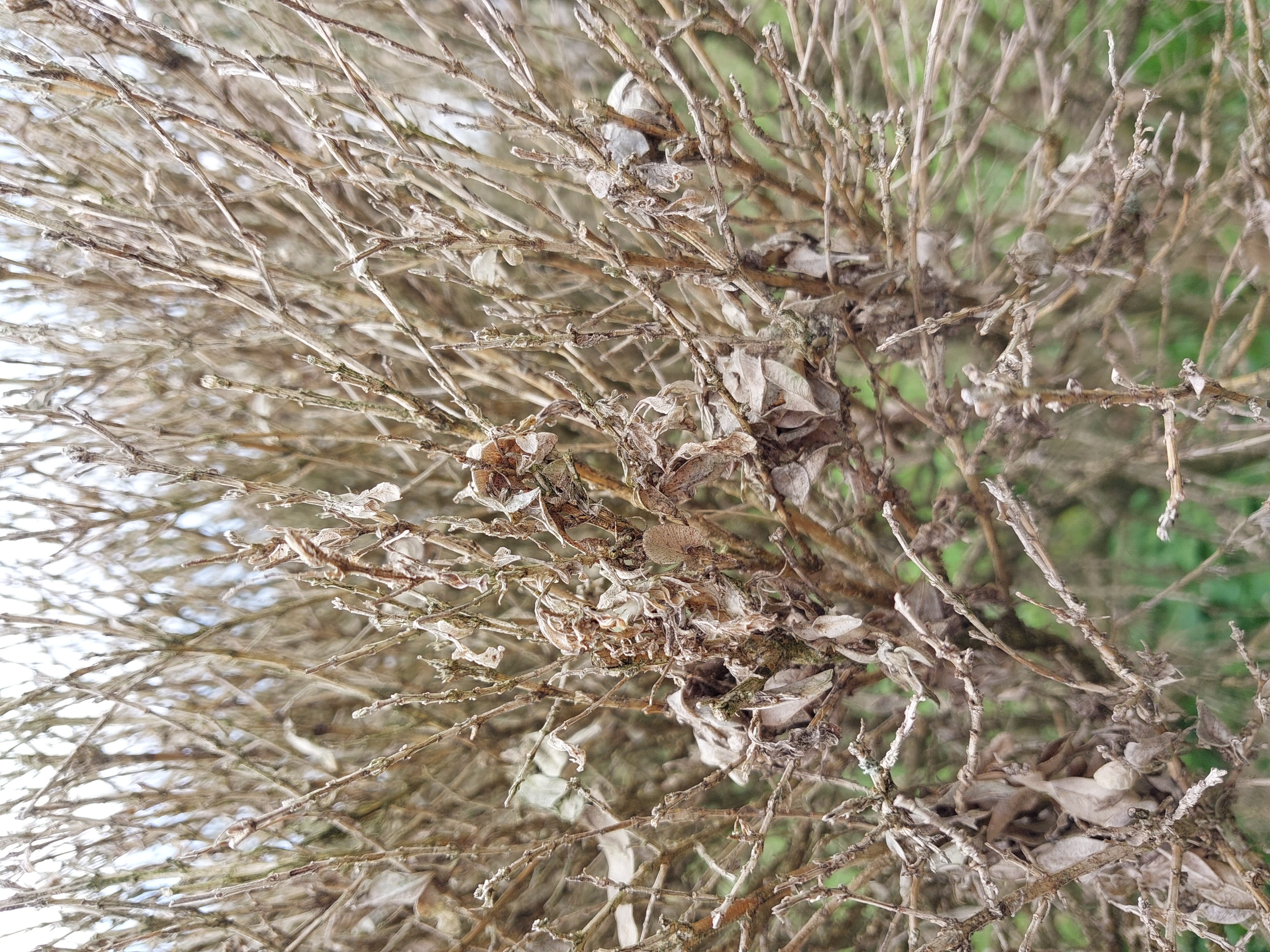 Box Tree Moth