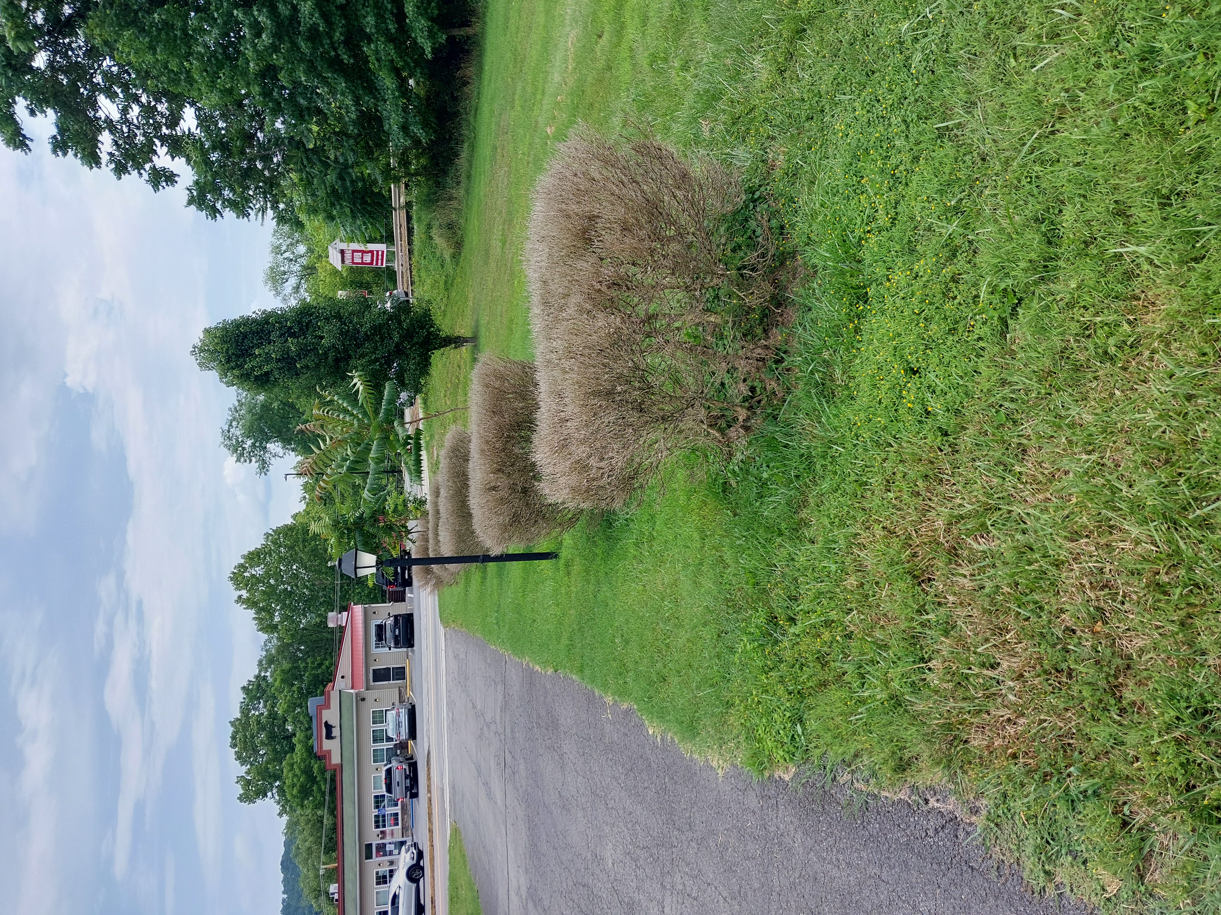 Figure 19 Row of dead boxwoods (Aaron Shurtleff, MDA).jpg