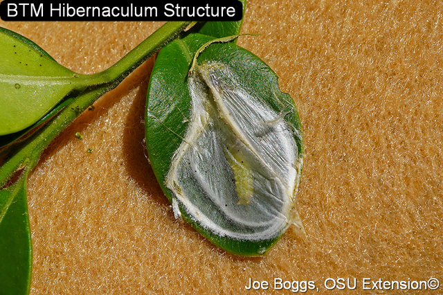 Figure 2 Hibernaculum (Joe Boggs, OSU Extension).jfif