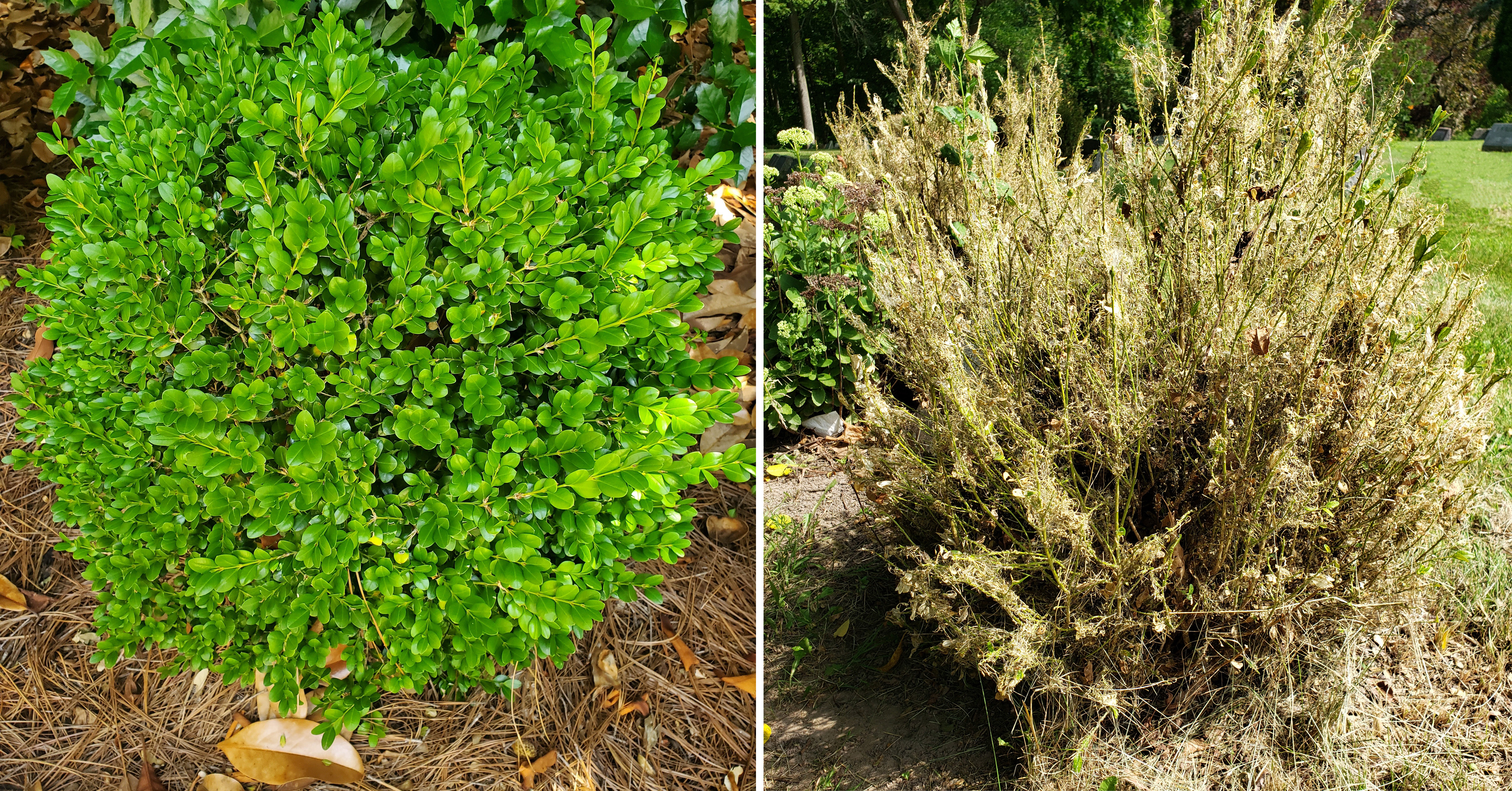 Figure 20 Healthy vs. Infested (Ignacio Baez (l) and Mafalda Weldon (r), USDA).jpg