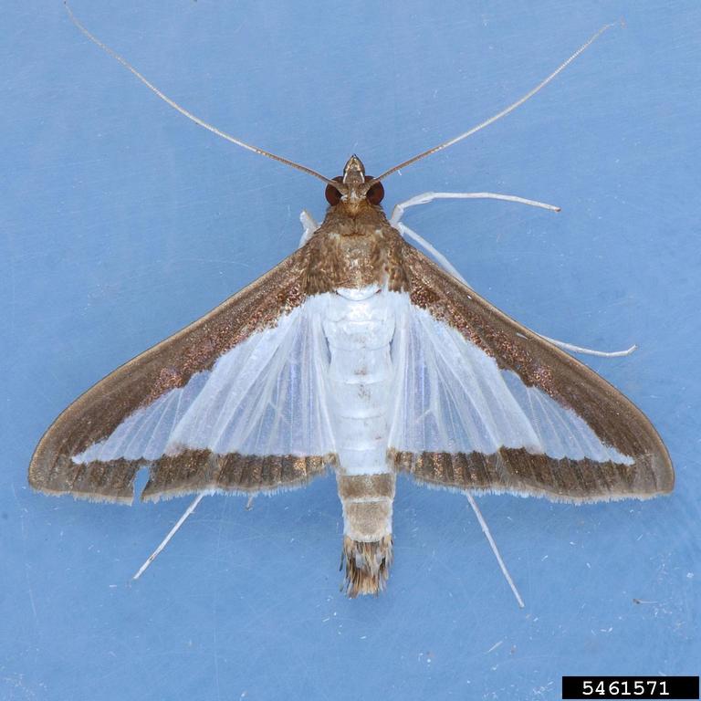 Box Tree Moth