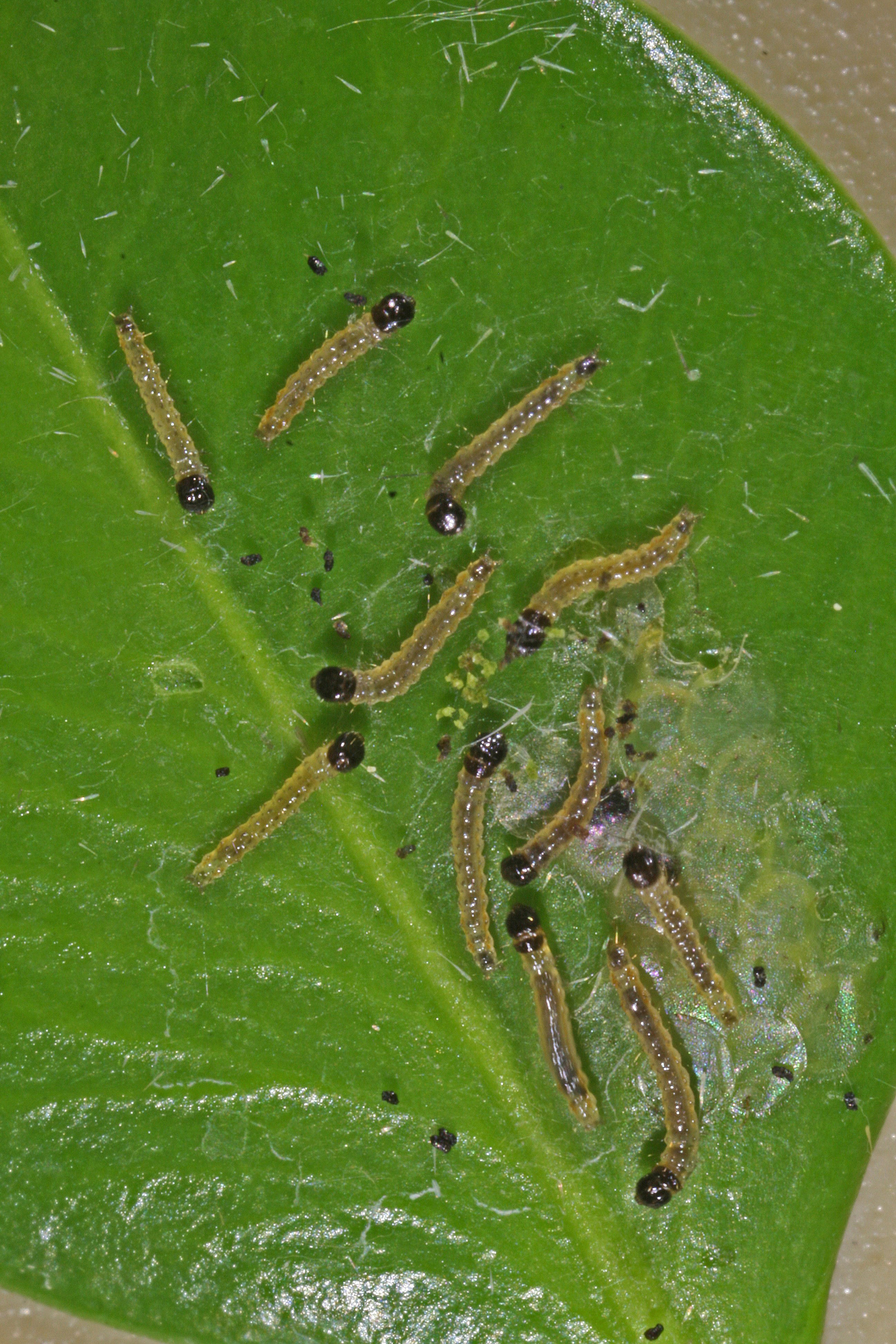 Figure 3 Early instar larvae (Hannah Nadel, USDA).jpg