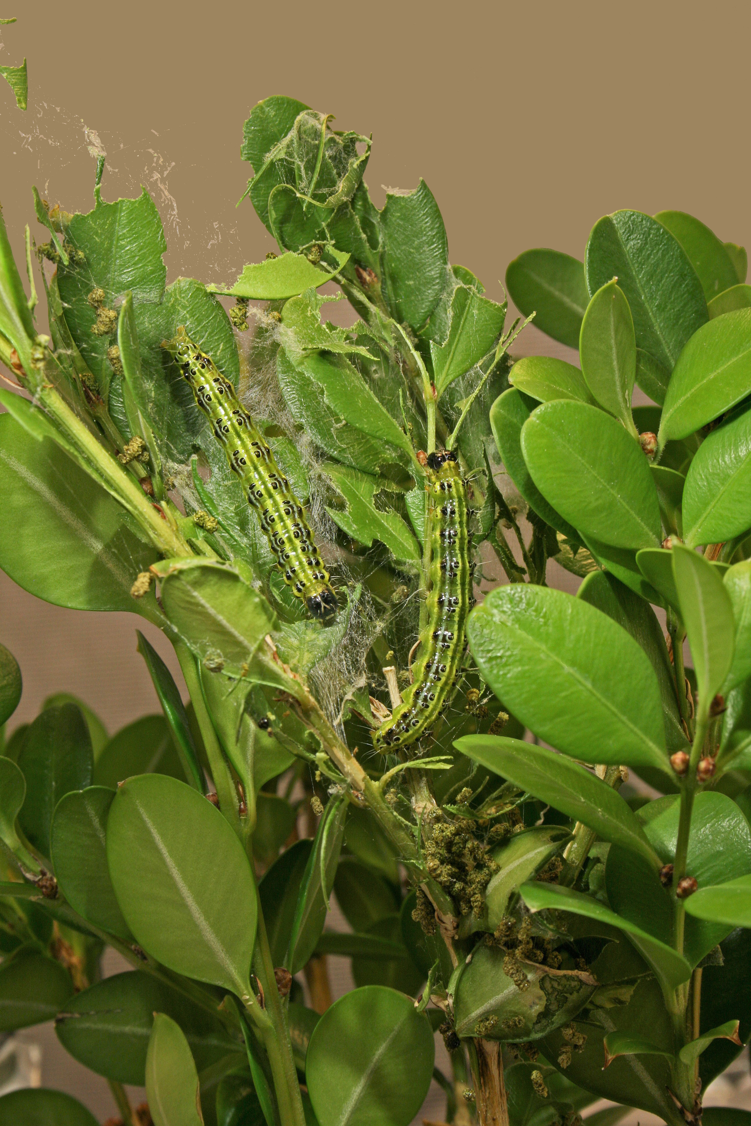 Figure 4 Late instar larvae (Hannah Nadel, USDA).jpg