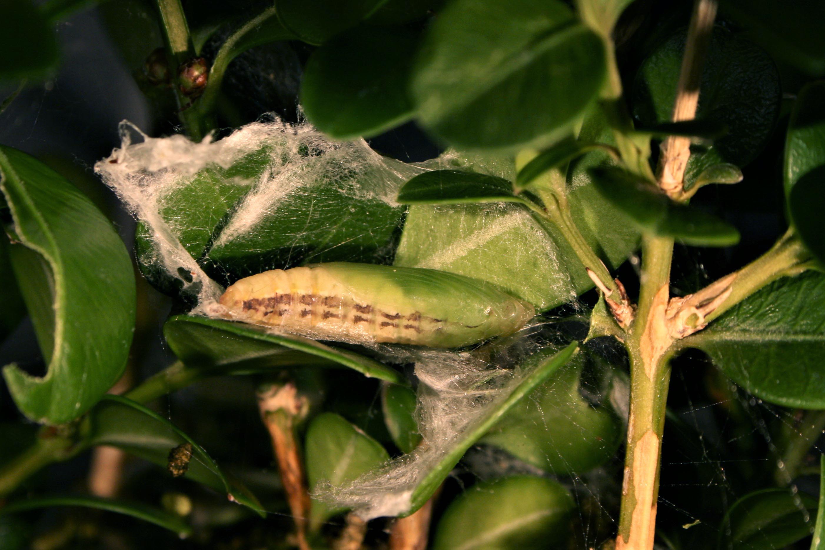 Figure 5 Pupae (Hannah Nadel, USDA).jpg
