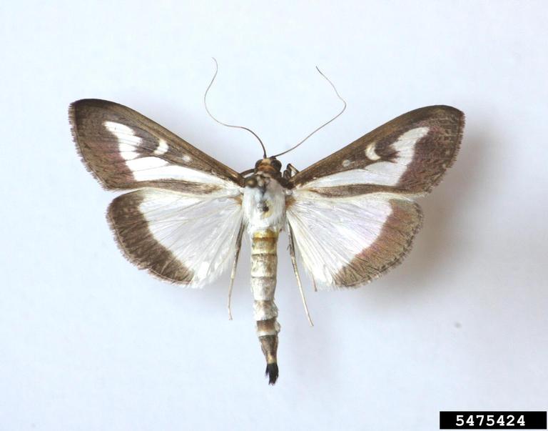 Figure 6 Adult (Szabolcs Sáfián, University of West Hungary, Bugwood.org).jpg