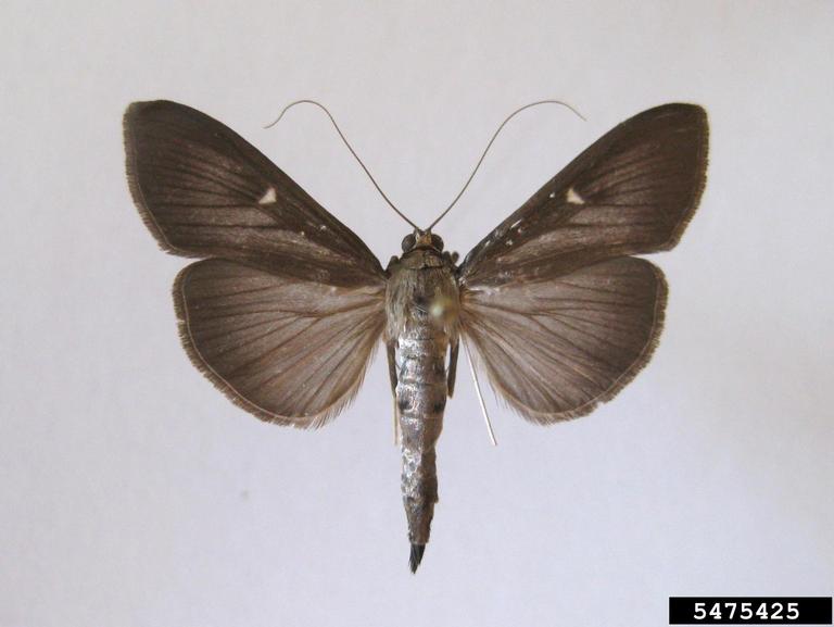 Figure 7 Rare dark morph (Szabolcs Sáfián, University of West Hungary, Bugwood.org).jpg