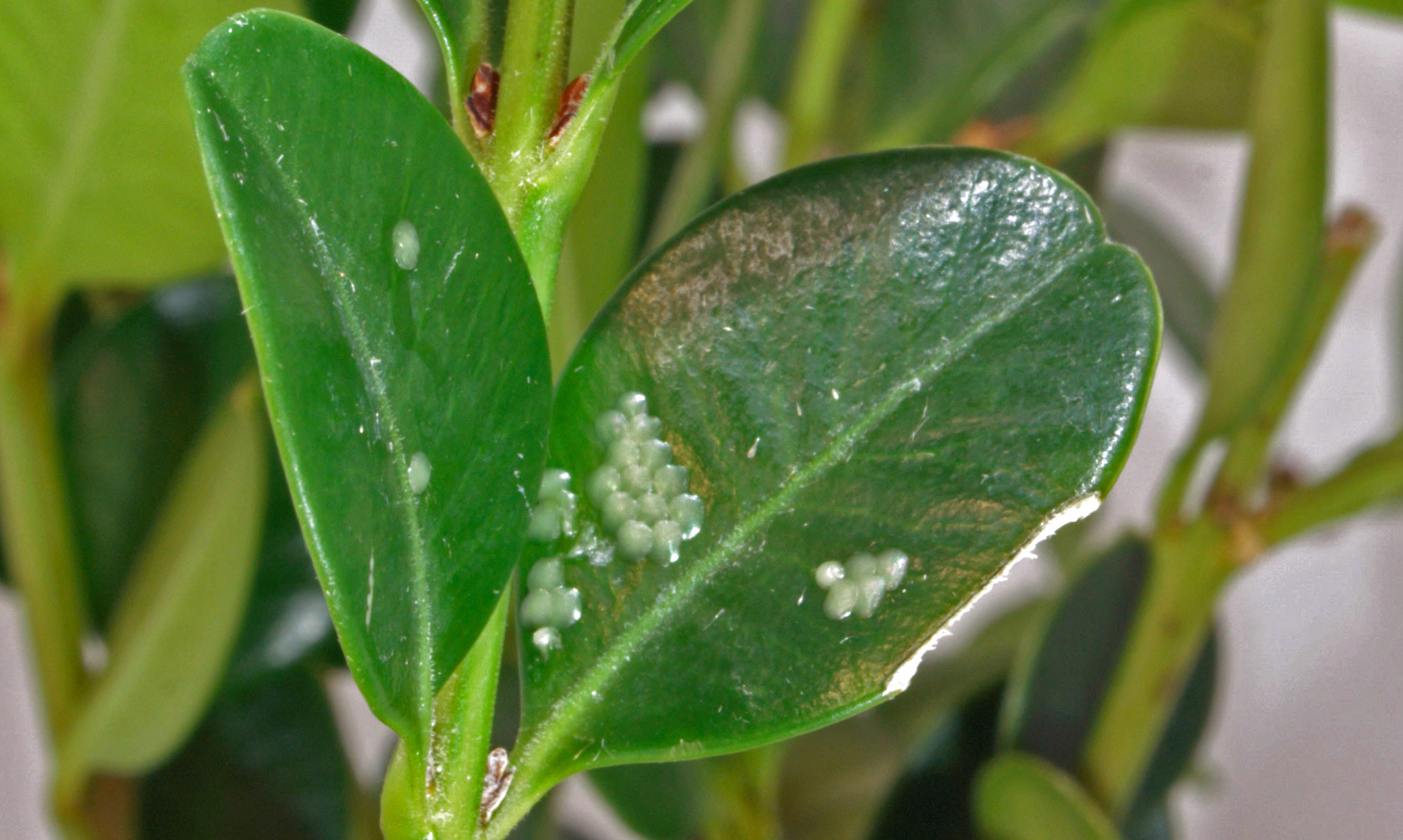 Figure 8 Eggs (Hannah Nadel, USDA).jpg