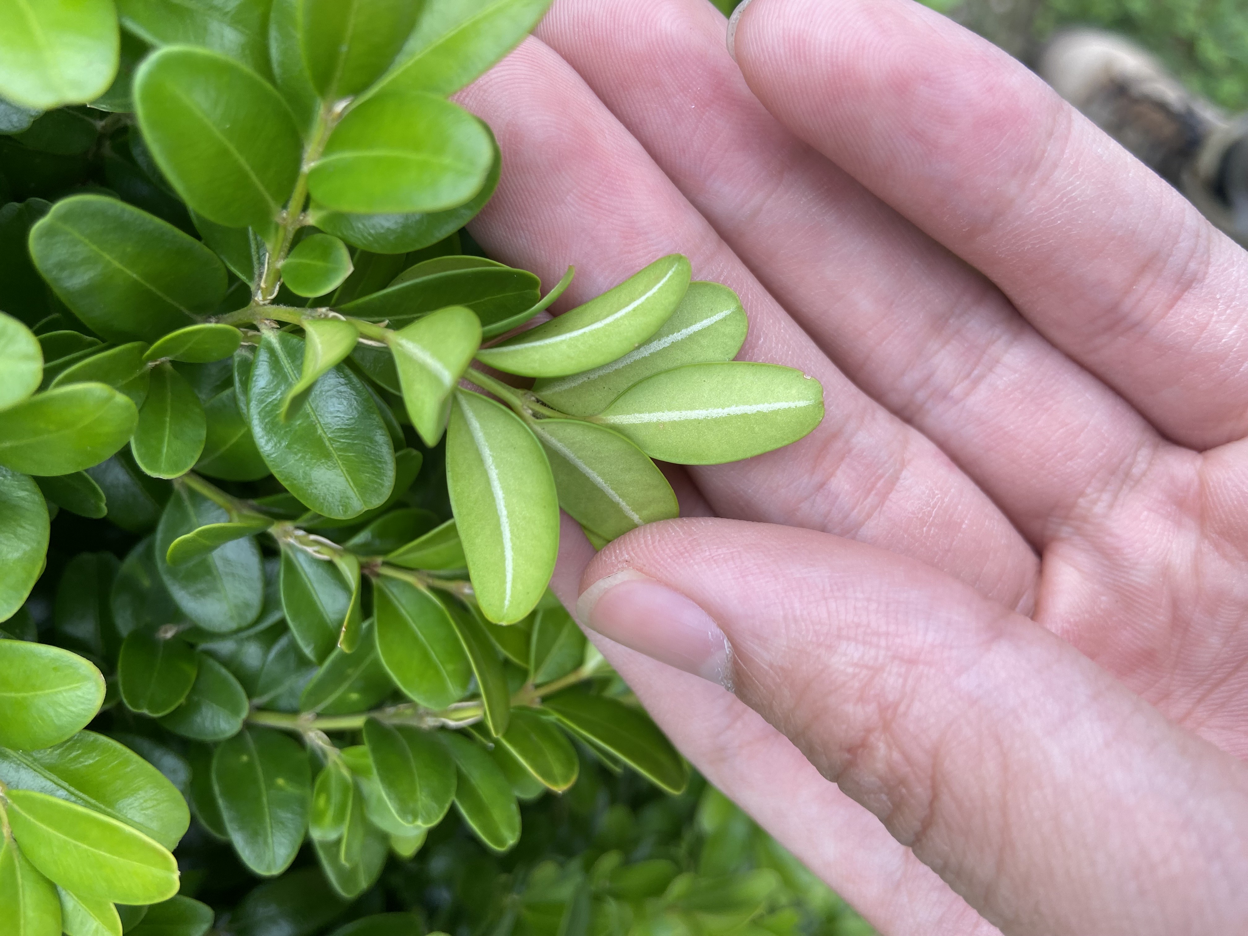 Figure 9 White midrib (Clark Bacwaden, MDA).jpeg