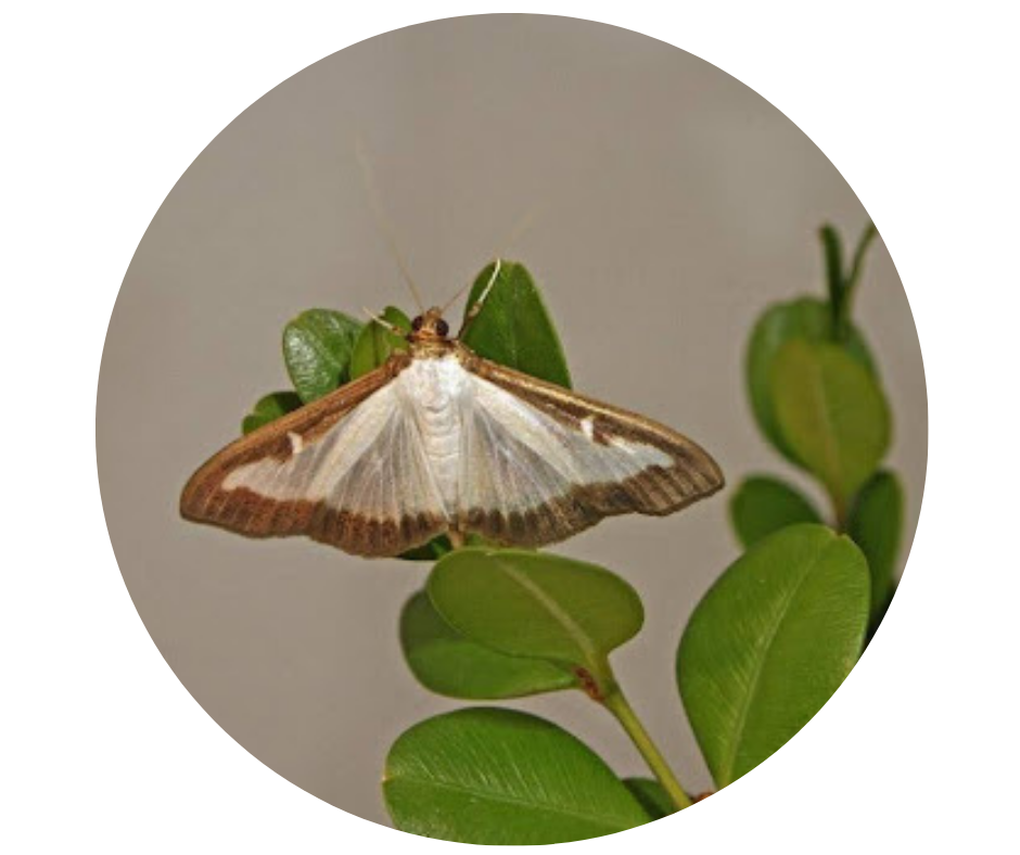 Untitled design (60).png