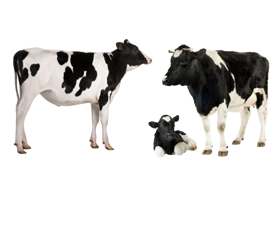 HPAI and Dairy Herds (4).png