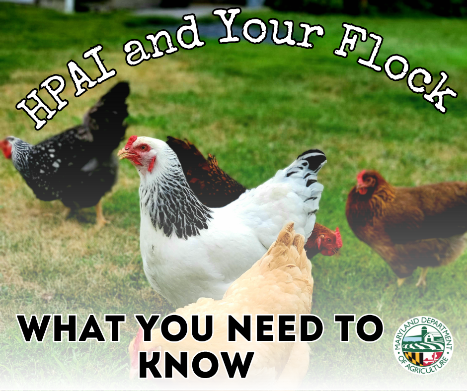 Suspect HPAI in your flock (9).png