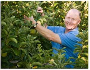 farmer picking apples