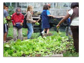 children picking lettuce at farm