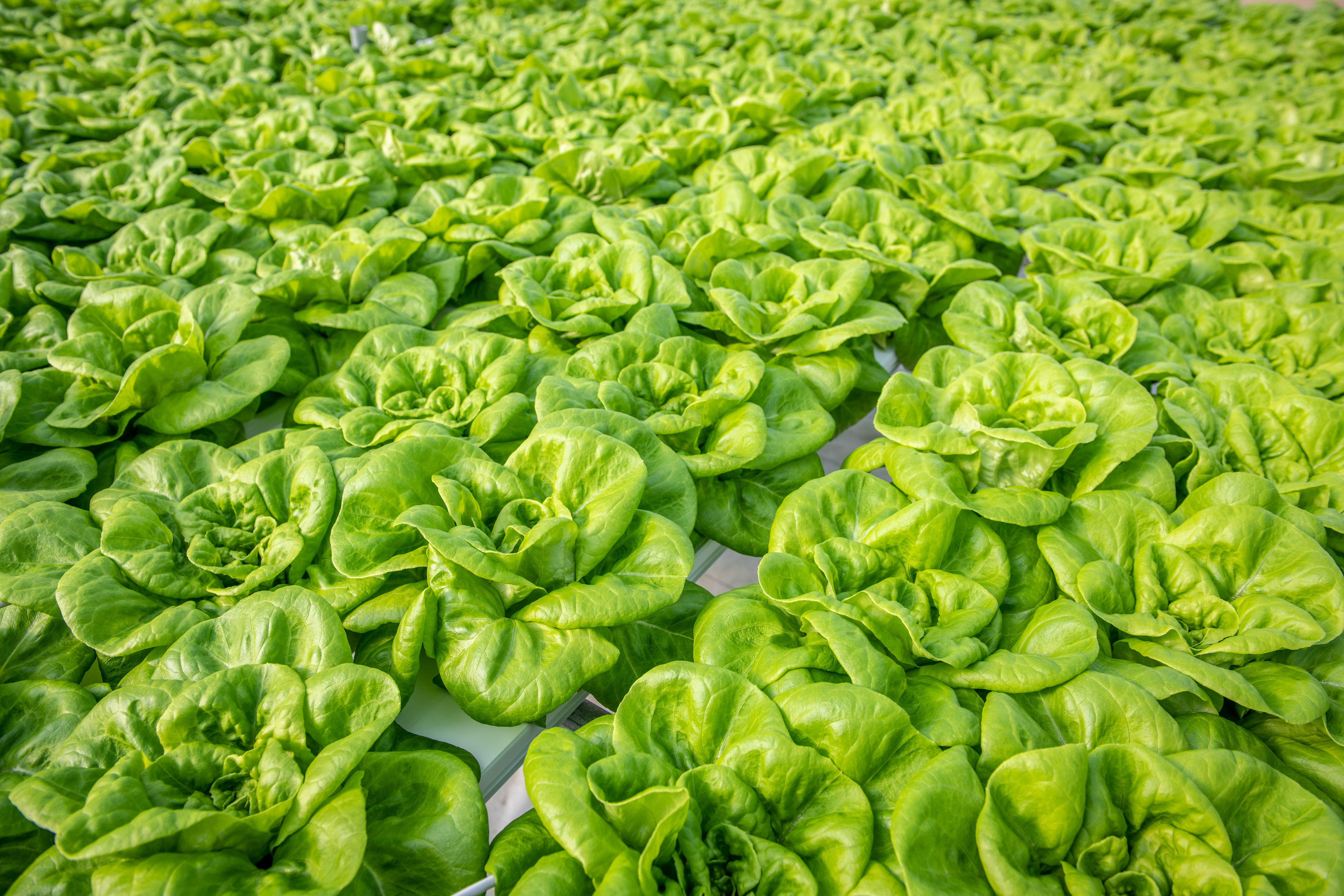 Maryland-Certified-Local-Farm-Enterprise-Final.jpg