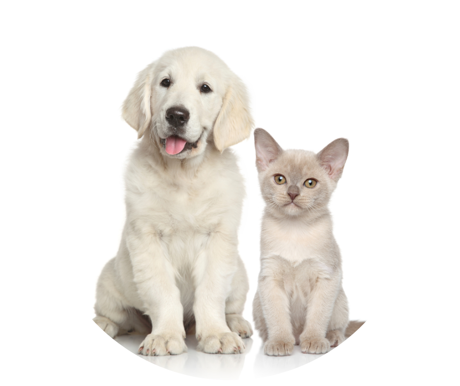 Untitled design (37).png