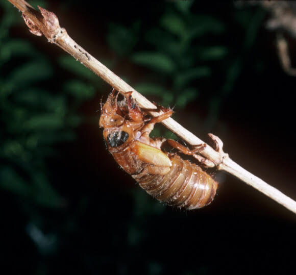 Maryland Department of Agriculture-Brood X-Periodical Cicada-Brown Nymph.jpg
