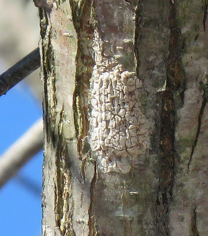 Invasive spotted lanternfly invades Wicomico County, Maryland