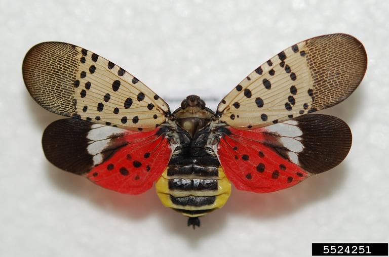 Spotted Lanternfly