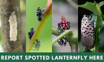 Spotted Lanternfly Report Sightings to MDA.jpg